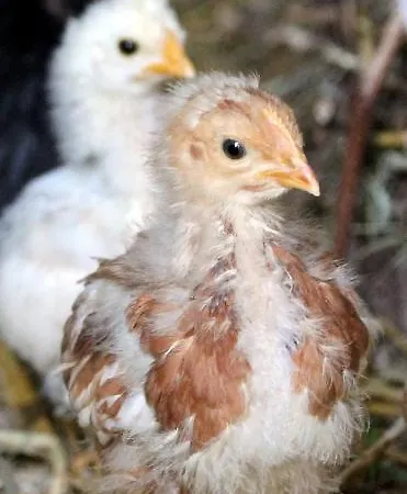 L'oasi Del Rossese Dolceacqua