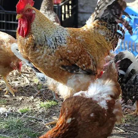 L'oasi Del Rossese Séjour à la ferme *