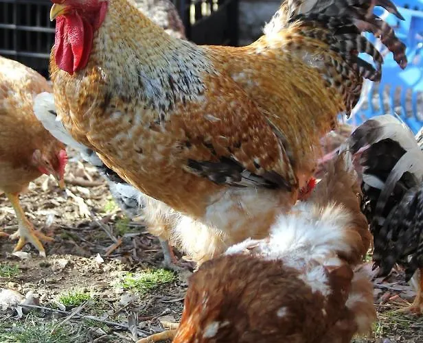 L'oasi Del Rossese 农家乐 *